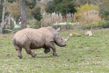 tiro de acción de un rinoceronte blanco del sur (ceratotherium simum simum) corriendo