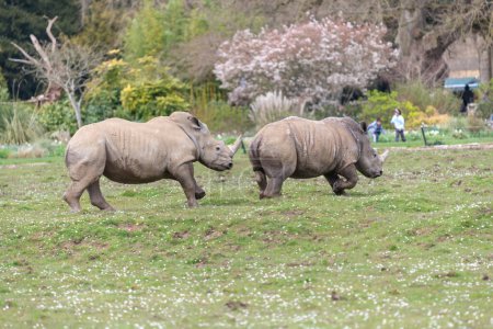 Portrait of a pair of southern white rhinos (ceratotherium simum simum) in a zoo