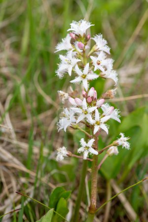Close up of bogbean (menyanthes trifoliata) flowers in bloom
