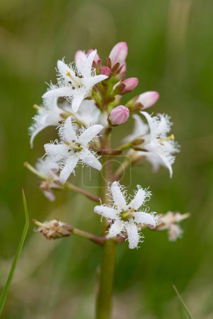 Close up of bogbean (menyanthes trifoliata) flowers in bloom