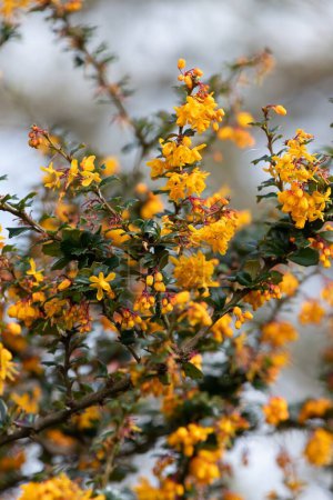 Nahaufnahme von Darwins Berberitze (berberis darwinii) Blumen in Blüte