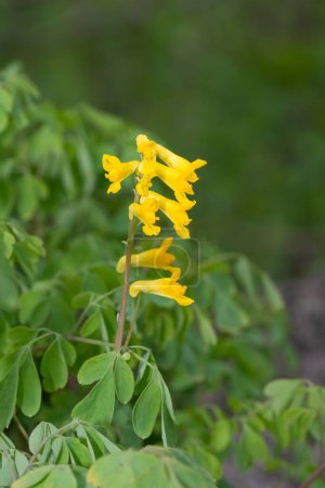 Macro disparo de flores amarillas corydalis (pseudofumaria lutea) en flor