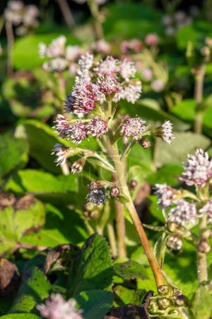 Close up of winter heliotrope (petasites pyrenaicus) flowers in bloom