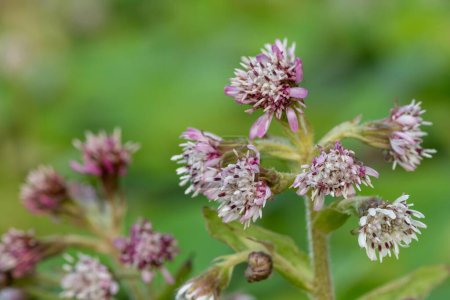 Close up of winter heliotrope (petasites pyrenaicus) flowers in bloom
