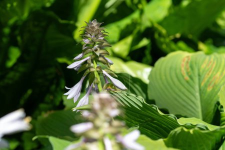 Close up of a hosta (Frances Williams) plantain lily in bloom
