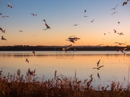 Landscape View of Sunset at Onondaga Lake with Seagulls Flying All Over in Syracuse New York.