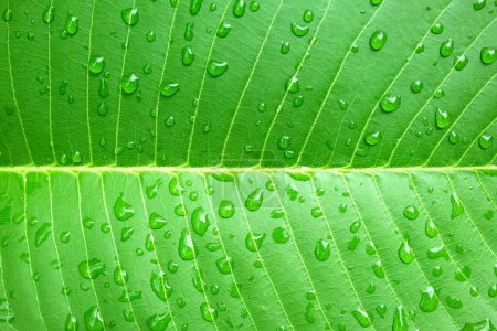 Téléchargez les photos : Goutte de pluie sur fond de feuille verte. - en image libre de droit