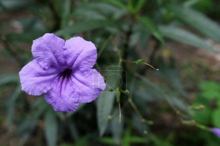 Photo for Ruellia Tuberosa in the Park. - Royalty Free Image