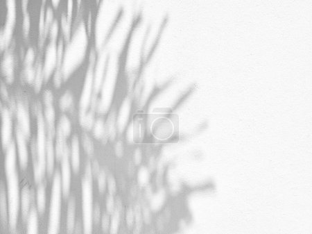 Téléchargez les photos : Ombre d'arbre sur le fond de texture de mur de béton, approprié pour faire le flou pour multiplier et superposer sur la présentation de produit. - en image libre de droit