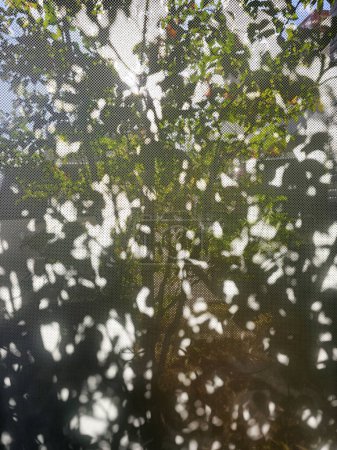 Photo for View of Tree with Shadow and Light Beam on Glass Window with Blind. - Royalty Free Image
