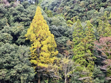 Photo for Fall Foliage at Amagase Onsen along the Kusu River in Oita Fukuoka Japan. - Royalty Free Image