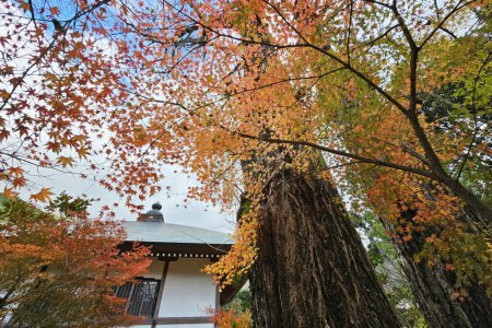 Téléchargez les photos : Érable rouge dans le temple Bussanji. Sa porte du temple est énorme et a un toit de chaume. C'est un point de repère de Yufuin. - en image libre de droit