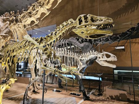 Photo for KITAKYUSHU, JAPAN - NOVEMBER 15, 2023: Raptor bones with shadow at Kitakyushu Museum of Natural History and Human History. It is a famous landmark of Fukuoka. - Royalty Free Image