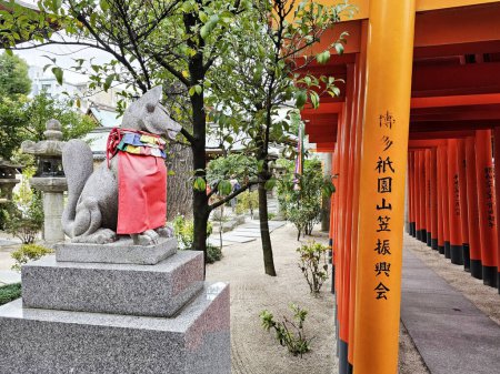 Photo for FUKUOKA, JAPAN - NOVEMBER 13, 2023: Fox statue and red Torii gates at Kushida Jinja shrine where is a Shinto shrine located in Hakata-ku, Fukuoka, Japan, was founded in in 757. - Royalty Free Image