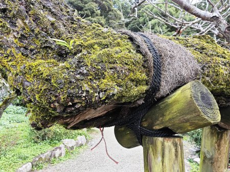 Foto de Grandes estacas de árboles para la prevención de ramas rotas. - Imagen libre de derechos