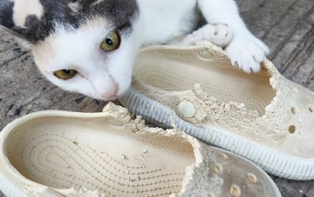 Shoes bitten by cat