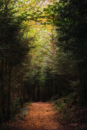 Téléchargez les photos : Un sentier entre les arbres de la forêt luxuriante du parc national d'Ordesa, à Huesca, en Espagne. Le parc national d'Ordesa y Monte Perdido est situé au cœur des Pyrénées et d'une zone naturelle protégée en Europe. - en image libre de droit