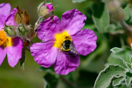 Foto de Insecto abejorro y otros insectos que polinizan una flor de Cistus Incanus. Efecto bokeh de una flor típica de la vegetación mediterránea - Imagen libre de derechos