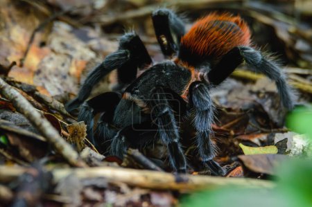 Mexican red rump tarantula (Tliltocatl vagans), also Brachypelma vagans, at the entrance to its burrow on the forest floor after a rainstorm in Quintana Roo, Mexico. Wild life in natural habitat.
