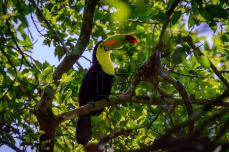 Wild Keel-billed toucan, Ramphastos sulfuratus, sitting in tree in Campeche, Mexico, in the sun dappled undergrowth