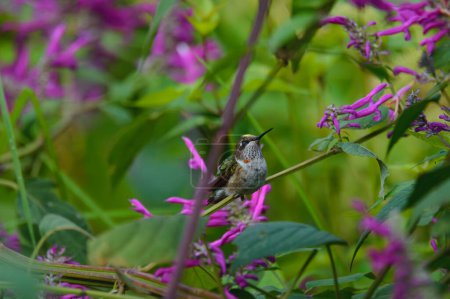 Photo for A close up of a female calliope hummingbird, Selasphorus calliope, perched amongst bushes and pink flowers in the Sierra de Juarez, Oaxaca, Mexico. - Royalty Free Image