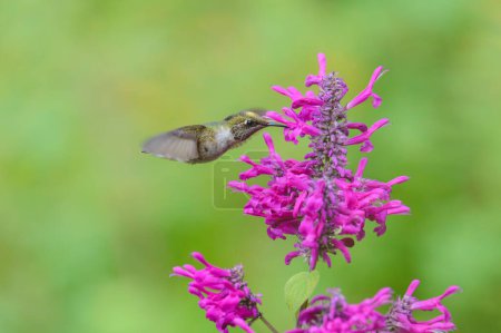 Photo for A close-up of a female calliope hummingbird, Selasphorus calliope, hovering to feed on the nectar from a pink flower in the Sierra de Juarez, Oaxaca, Mexico. - Royalty Free Image