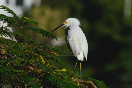 Snowy Egret perched in a mimosa tree in the late afternoon sunshine, Villahermosa, Tabasco, Mexico. Solitary white waterbird with yellow eye in golden light.