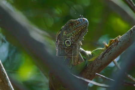 Portrait of wild male green iguana climbing mangroves in Oaxaca, Mexico. Large lizard backlit by the sun in the jungle.