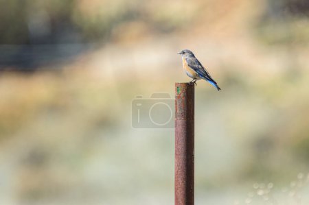 Female Western Bluebird, Sialia mexicana, perching on a post in the mountains of the Sierra de San Pedro Martir, in central Baja California, Mexico.