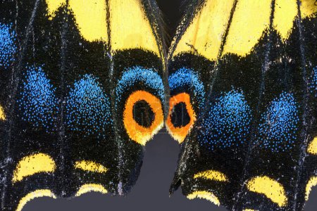 Anise Swallowtail Butterfly, Papilio zelicaon, macro acercamiento extremo de escamas de alas azules, amarillas, negras y naranjas. Rosarito, Baja California. 40 pila de fotos.
