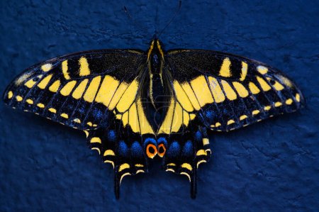 Anisschwalbenschwanz-Schmetterling, Papilio zelicaon, Nahaufnahme in Rosarito, Baja California