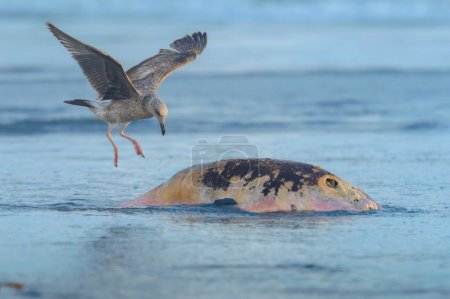 Foto de California Gull Larus californicus aterrizando en león marino varado muerto para alimentarse en Rosarito Beach, Baja California, México. Marzo de 2024 - Imagen libre de derechos