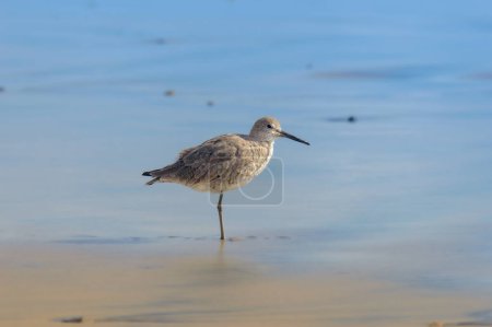 Photo for Willet, Tringa semipalmata, standing by the Pacific Ocean at Rosarito Beach, Baja California, Mexico in March of 2024 - Royalty Free Image