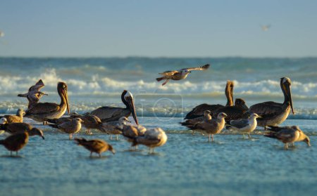 Brown pelicans Pelecanus occidentalis and California gulls Larus californicus at Rosarito Beach, Baja California with breaking waves of Pacific Ocean in background
