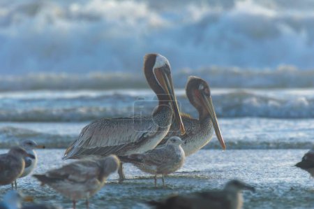 Pélicans bruns Pelecanus occidentalis et goélands californiens Larus californicus à Rosarito Beach, en Basse-Californie, avec des vagues déferlantes de l'océan Pacifique en arrière-plan