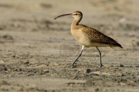 Photo for Hudsonian whimbrel walking on Rosarito Beach, Mexico, during sunset in March of 2024 - Royalty Free Image