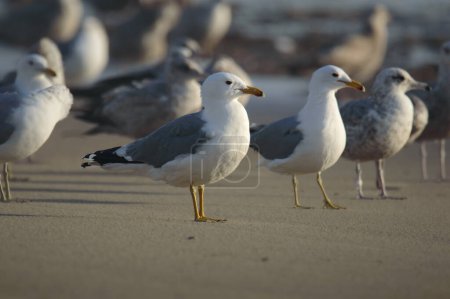 Foto de California Gulls Larus californicus en Rosarito Beach, Baja California, México. - Imagen libre de derechos