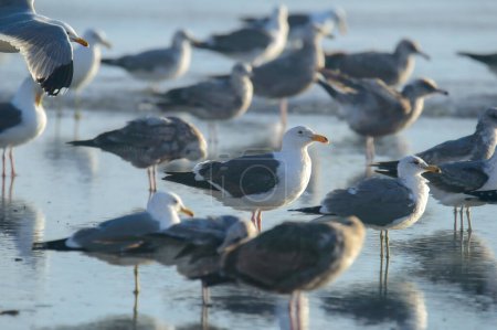 Foto de California Gulls Larus californicus en Rosarito Beach, Baja California, México. - Imagen libre de derechos