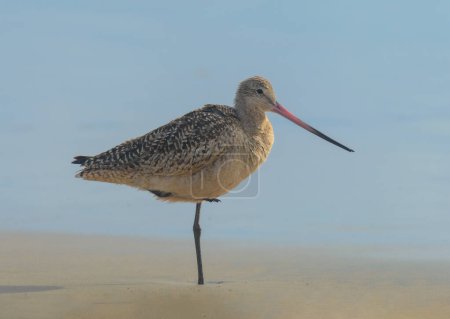 Portrait of marbled godwit at Rosarito Beach, Baja California. Marbled gowit standing on the beach by the Pacific Ocean in March 2024