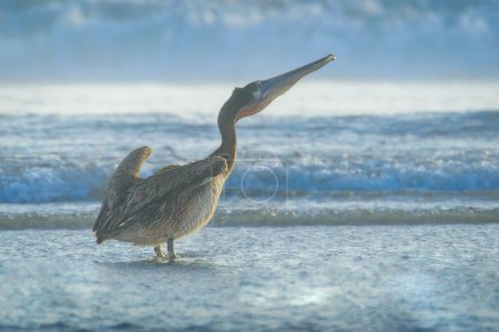 Brown pelican drying off in Rosarito Beach, Baja California, Mexico. Standing in the Pacific Ocean after fishing, brown pelican shakes the water from its feathers