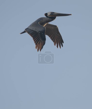 One single brown pelican flying in the late afternoon sunlight in Rosarito, Baja California Mexico. Single bird with plenty of negative space, perfect for copy.
