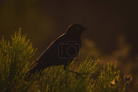 Male Great-tailed Grackle, Quiscalus mexicanus, at sunset in Tijuana, Baja California. Backlit by the late afternoon light.