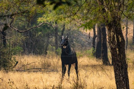 Photo for An amazing closeup of a beautiful huge wild nilgai, rare antelope about the indian wildlife - Royalty Free Image
