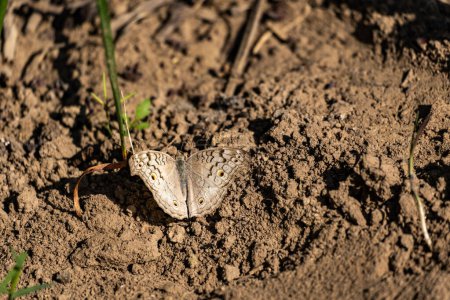 Téléchargez les photos : A close up of a wonderful junonia atlites butterfly on the ground - en image libre de droit