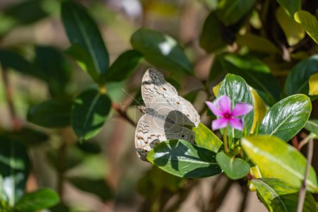 Téléchargez les photos : A close up of a wonderful junonia atlites butterfly on a flower - en image libre de droit