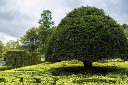 Foto de Gran árbol verde cortado y mantenido en forma redonda. Parque con setos y árboles - Imagen libre de derechos