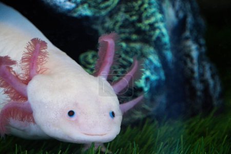 Axolotl Ambystoma mexicanum marche sur une herbe dans un aquarium. Amphibien ou salamandre dans un aquarium