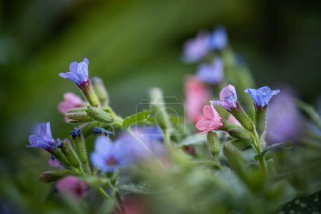 Photo for Little blue flowers up close - Royalty Free Image