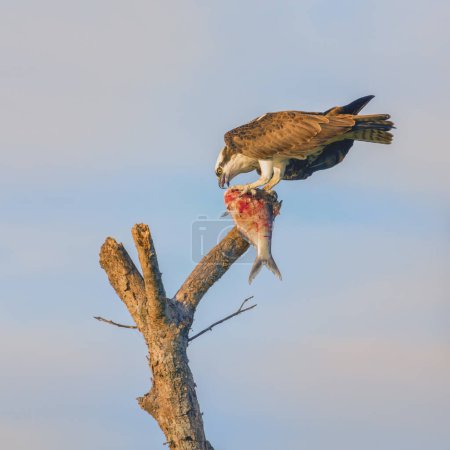 Photo for Western Osprey looking at a bloody dead fish in its talons while perched on top of a Dead Tree - Royalty Free Image