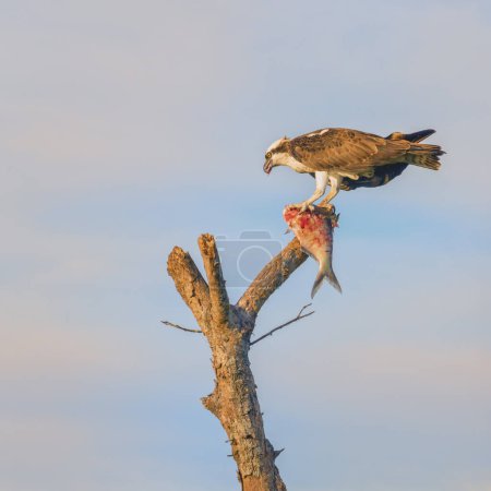 Photo for Western Osprey Holding Fish on top of a Dead Tree - Royalty Free Image